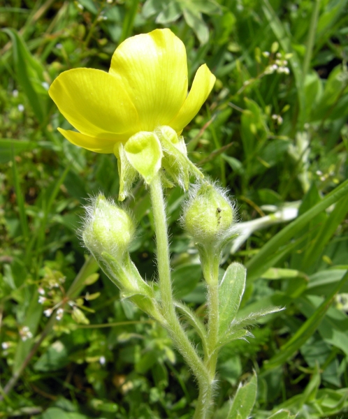 Ranunculus monspeliacus / Ranuncolo di Montpellier